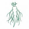 1–2 roots, rinsed
